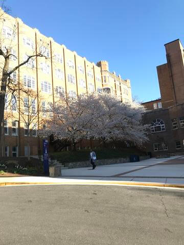 Law School Cherry Tree in Bloom